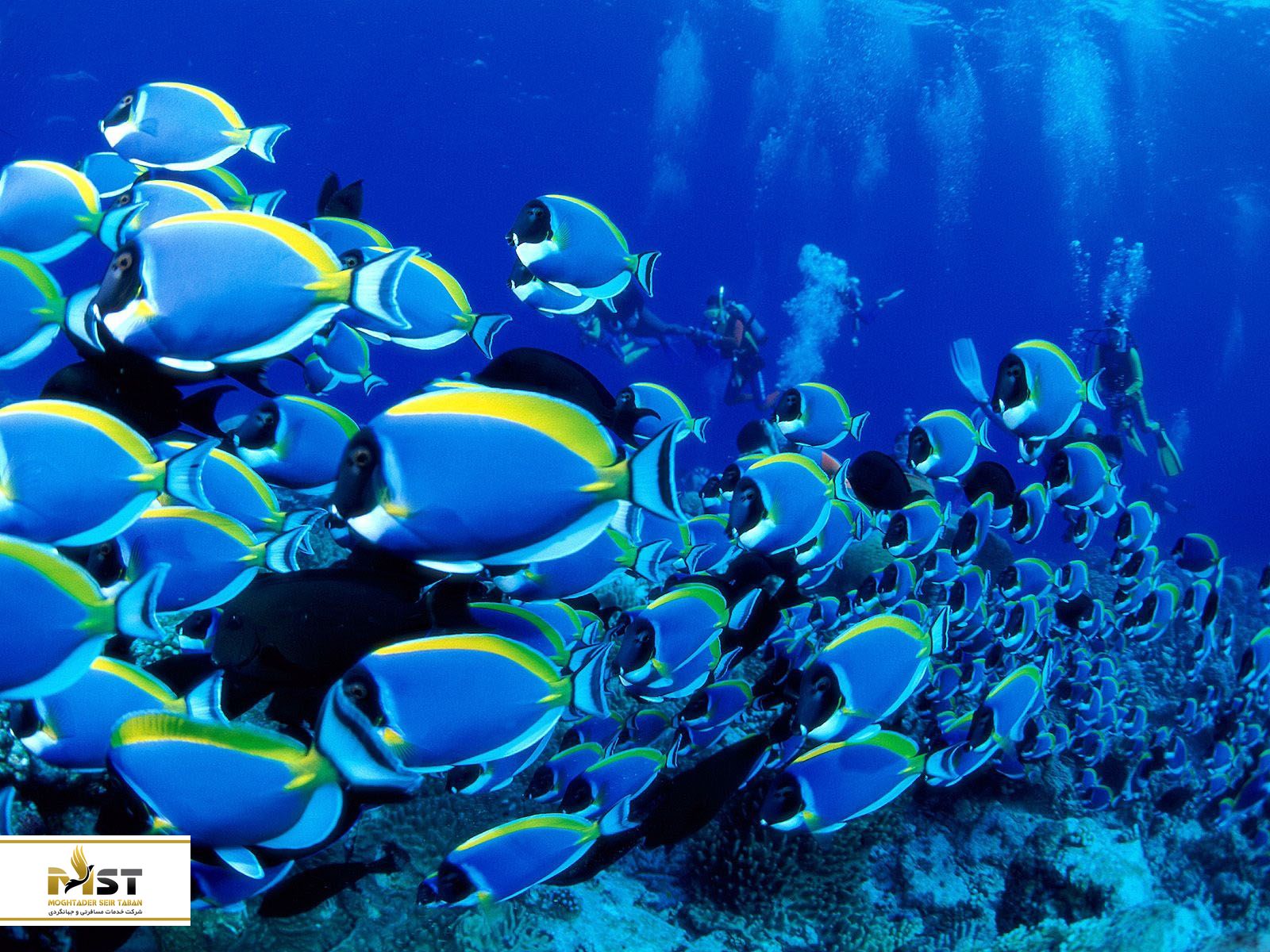 غواصی در بنتوتا