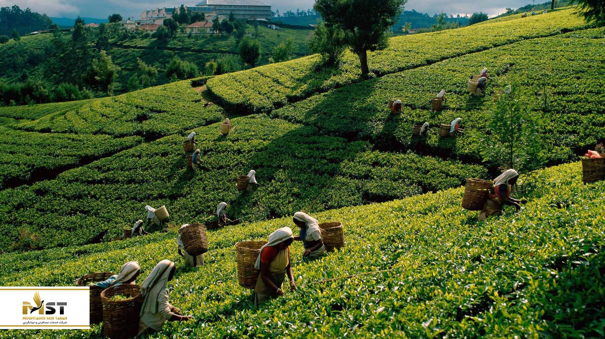 مزرعه دارچین در بنتوتا