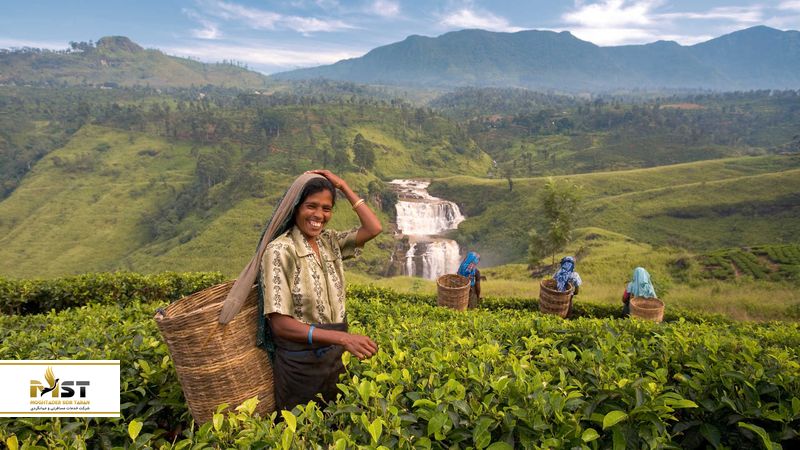 باغ چای در کندی