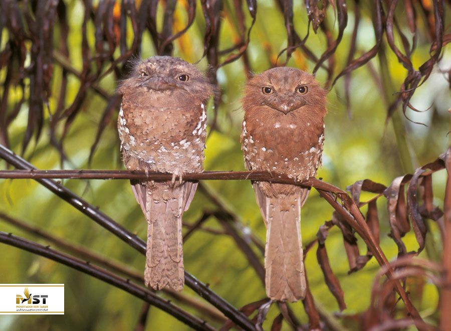 کبوترسریلانکا