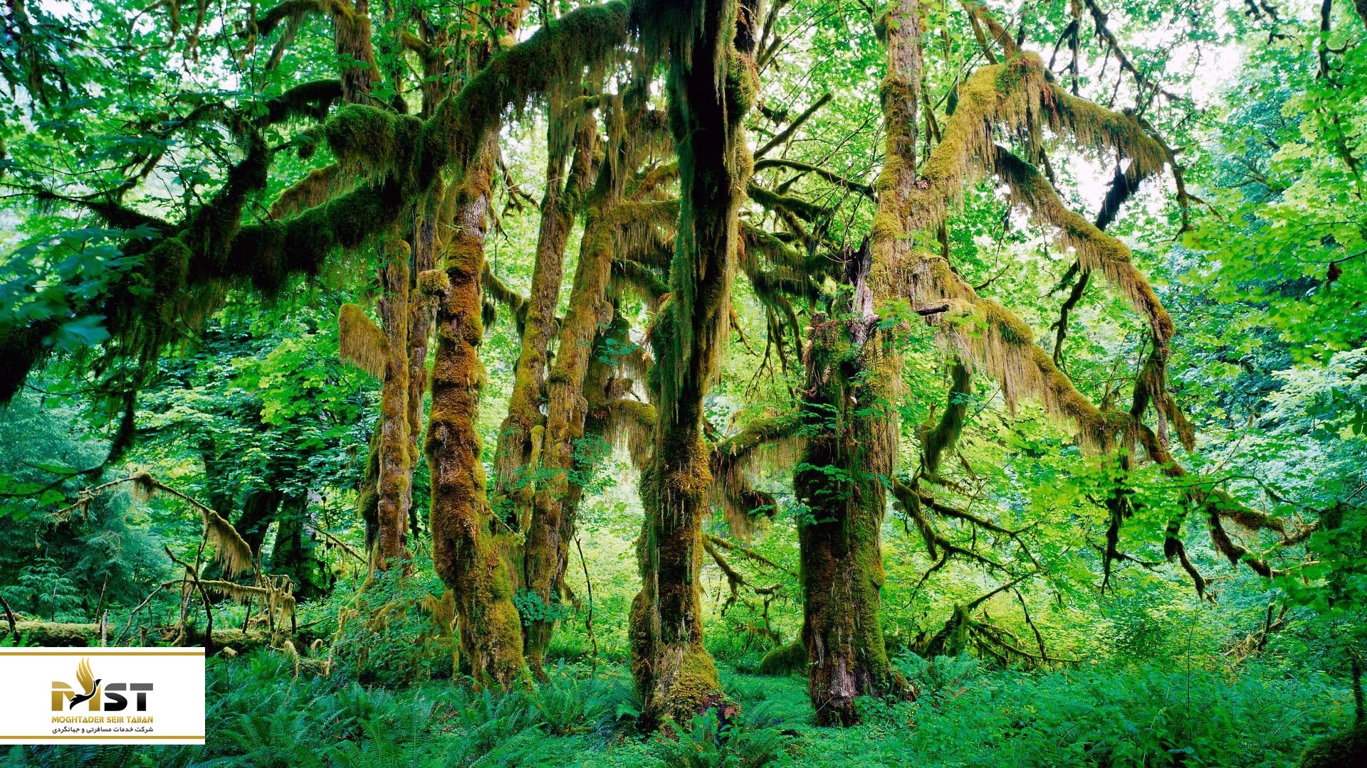 طبیعت سینهاراجا در سریلانکا