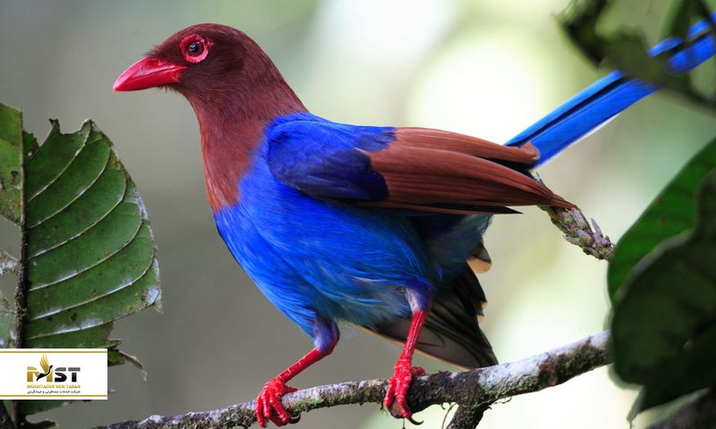 جنگل محافظ شده Sinharaja