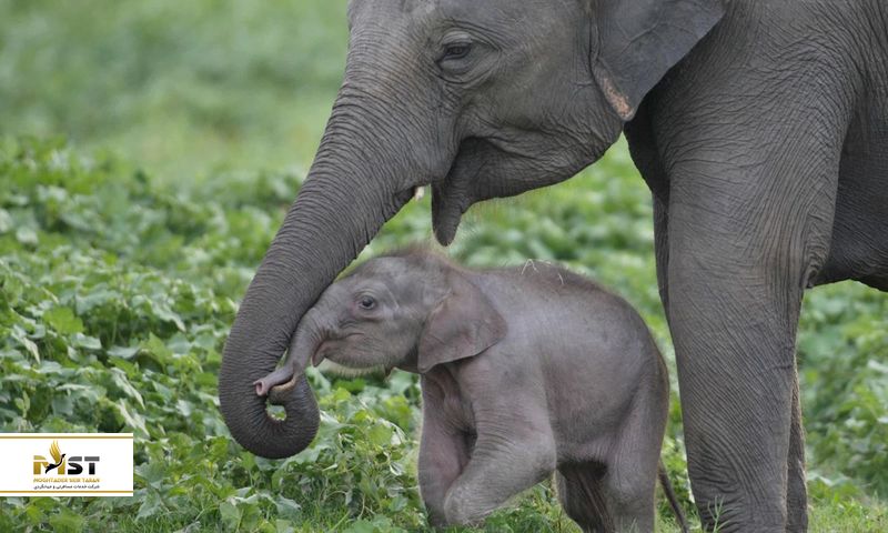 پارک ملی Udawalawe