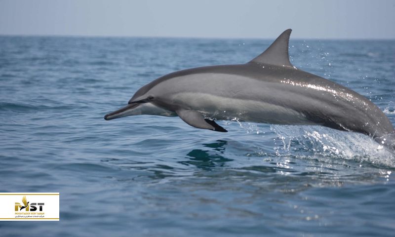 کالپیتیا و ترینکامالی