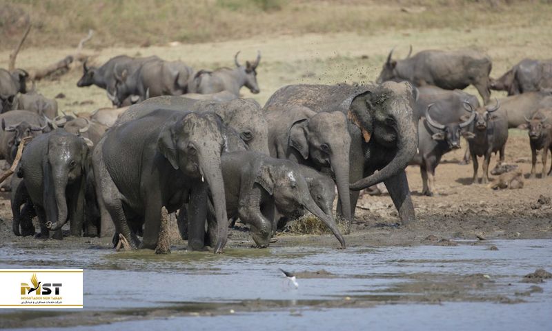 پارک ملی Wasgamuwa