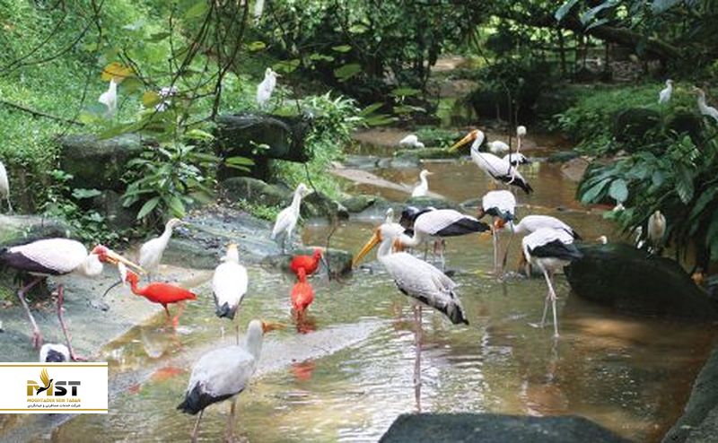 فلامینگو ها در سنگاپور