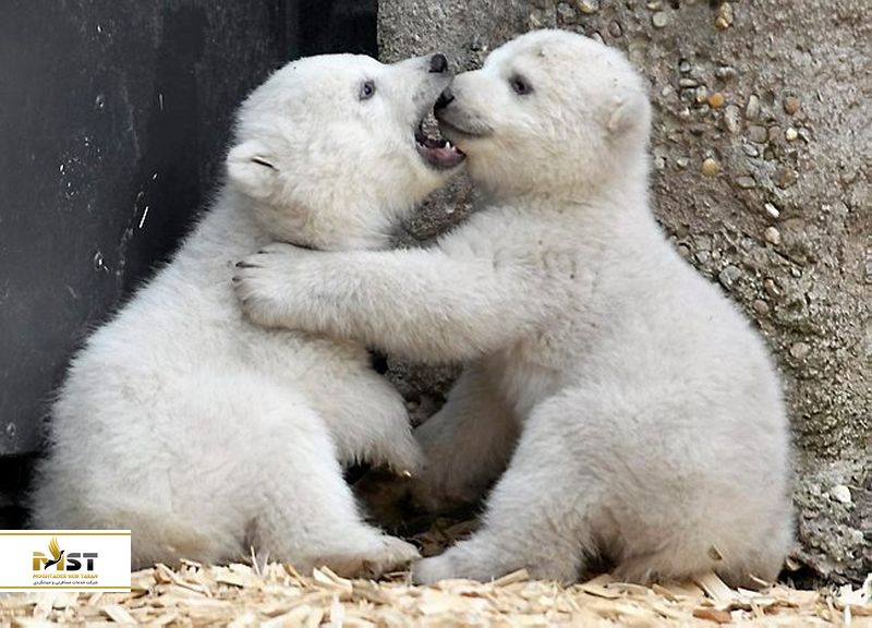 خرس قطبی در سنگاپور