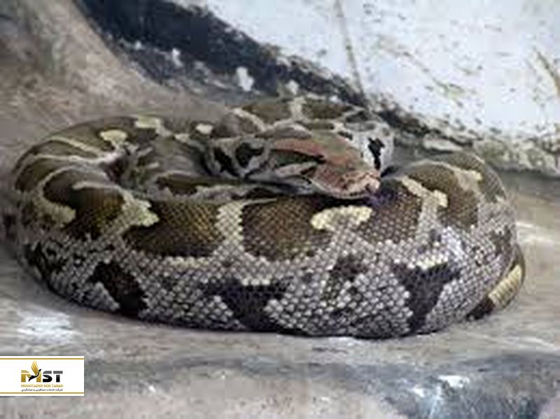 مار در باغ وحش سنگاپور