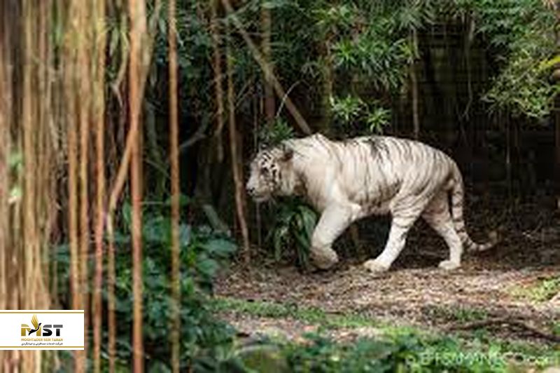 یوز پلنگ در سنگاپور