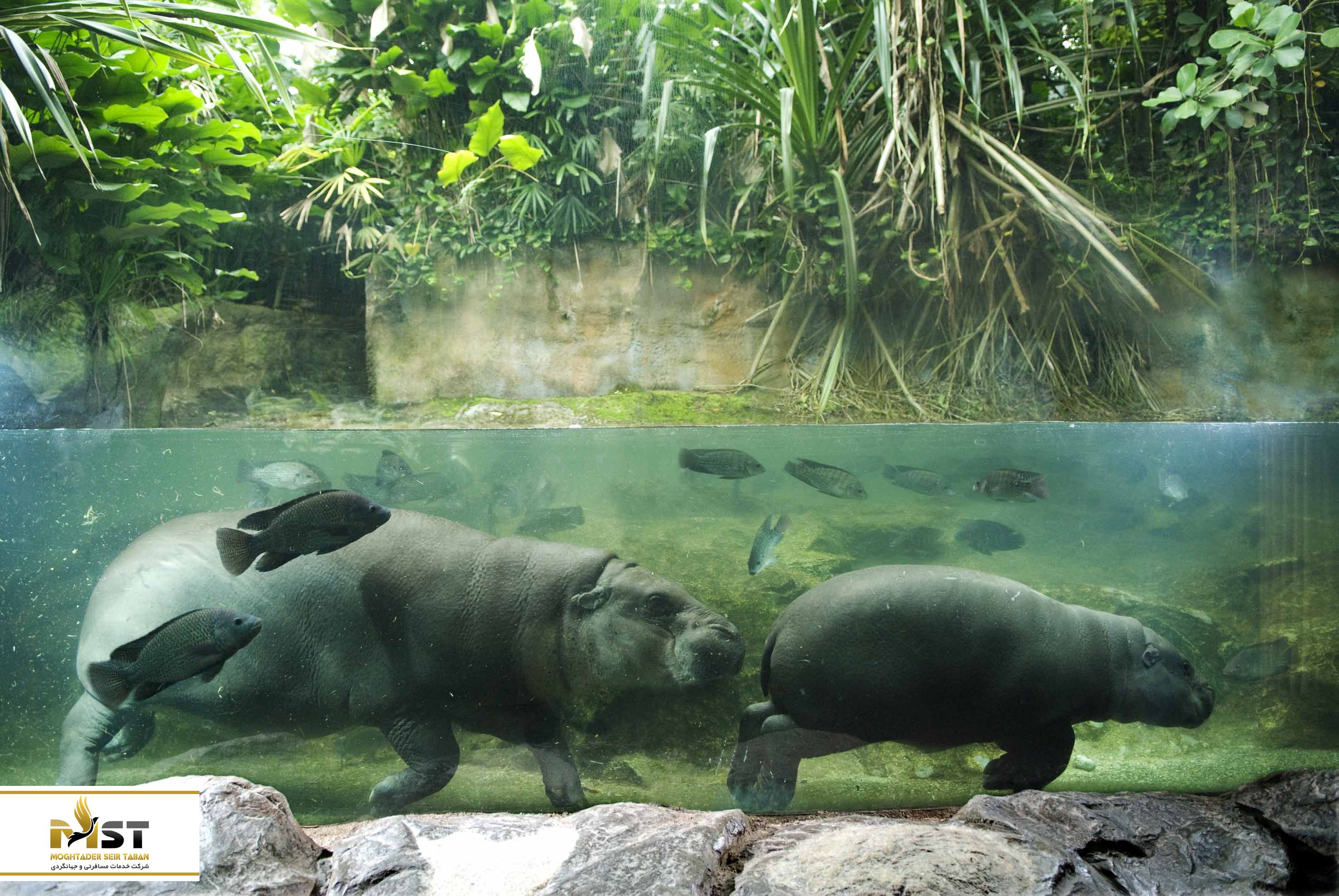 باغ وحش سنگاپور