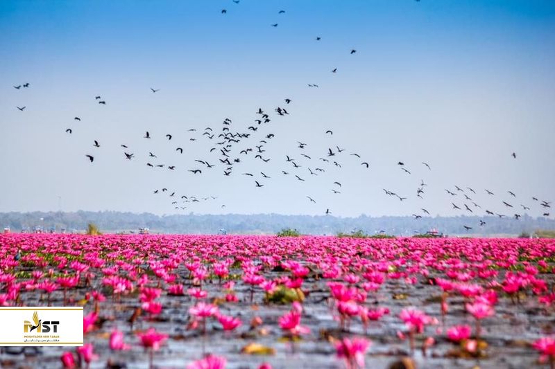 اودون تانی ایسان