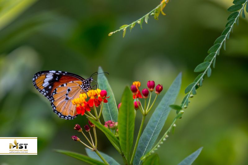 باغ پروانه&zwnj;های بانکوک