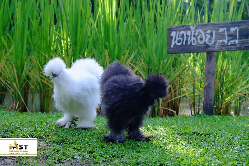 بازی با حیوانات با مزه مزرعه