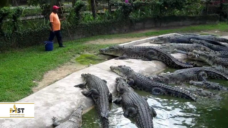 مزرعه تمساح ها در بانکوک