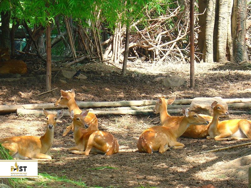  باغ وحش دوزیت بانکوک