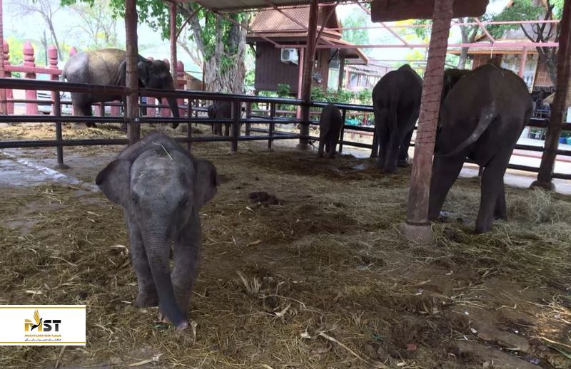  شهر تاریخی آیوتایا