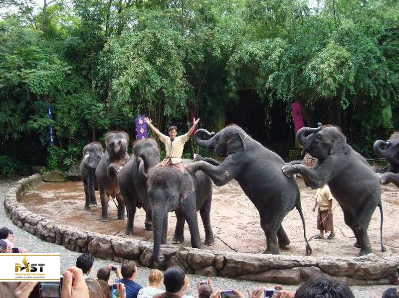 هنرنمایی فیل&zwnj;ها در بانکووک