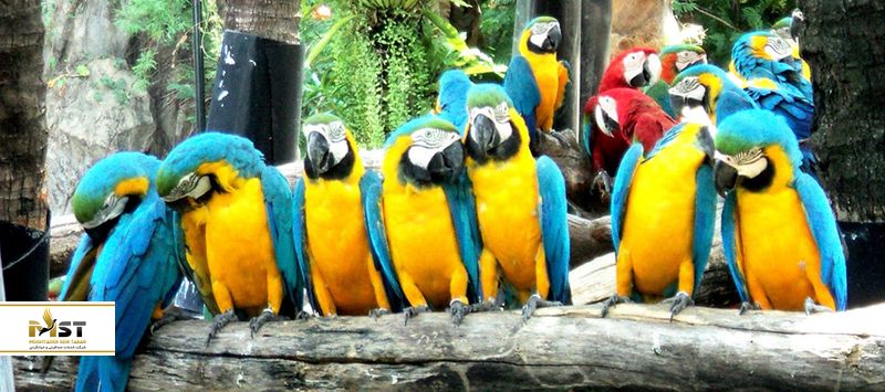 پرندگان در سافاری ورلد بانکوک