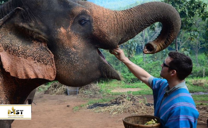 فیل&zwnj;بانی در پاتارا