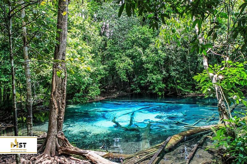 پارک جنگلی تانگ تیائو