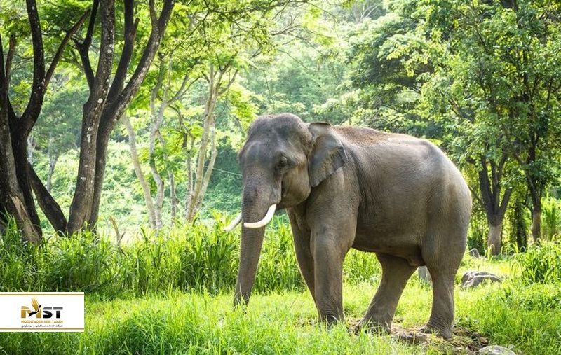 visit-elephant-krabi