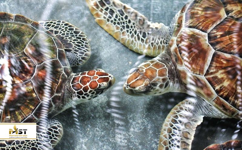 آکواریوم فضای باز آئو نام مائو