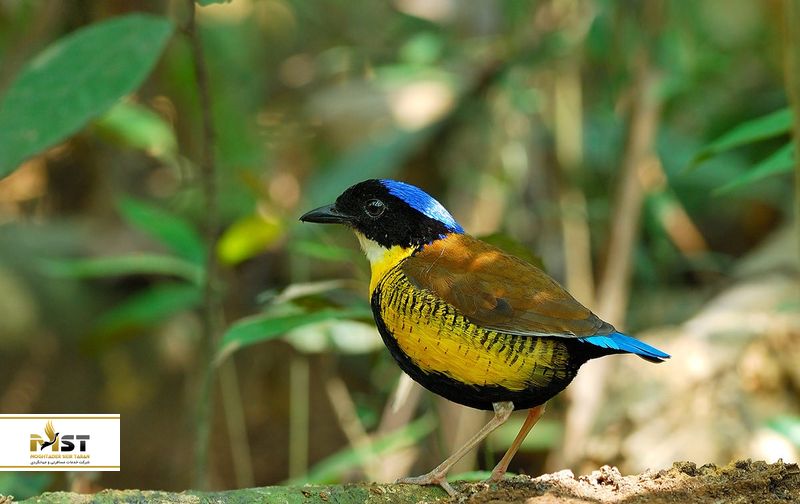 حیات وحش بانگ کرام