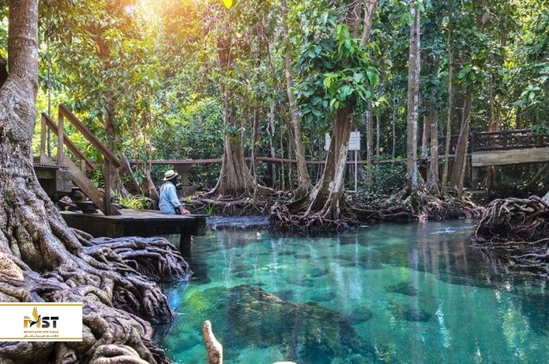 کشف جنگل بارانی