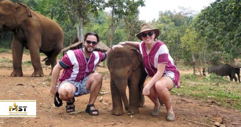 فیلهای مهربان