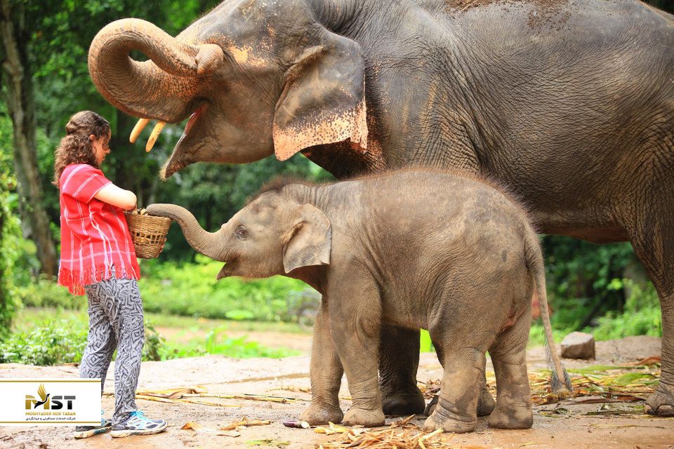 فیل های تایلند