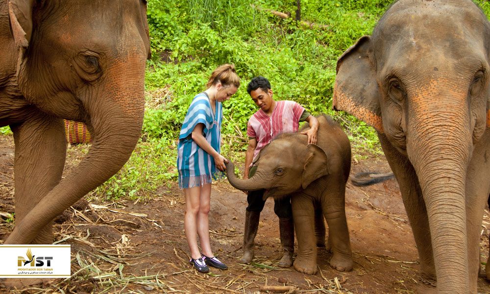 فیل های پاتارا