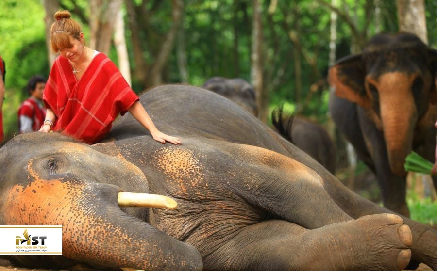 آشنایی با فیلها