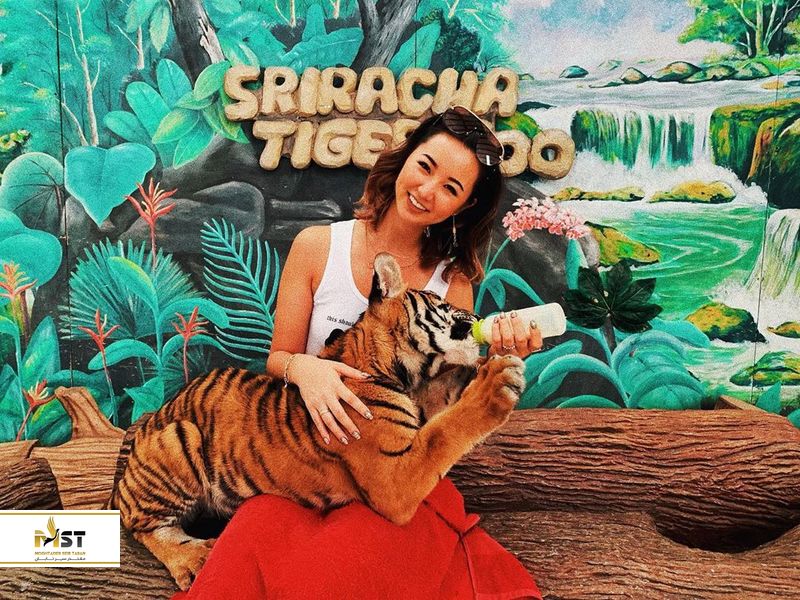 Sriracha Tiger Zoo