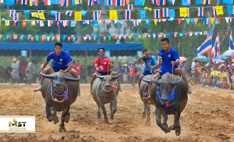 بوفالو سواری در پاتایا