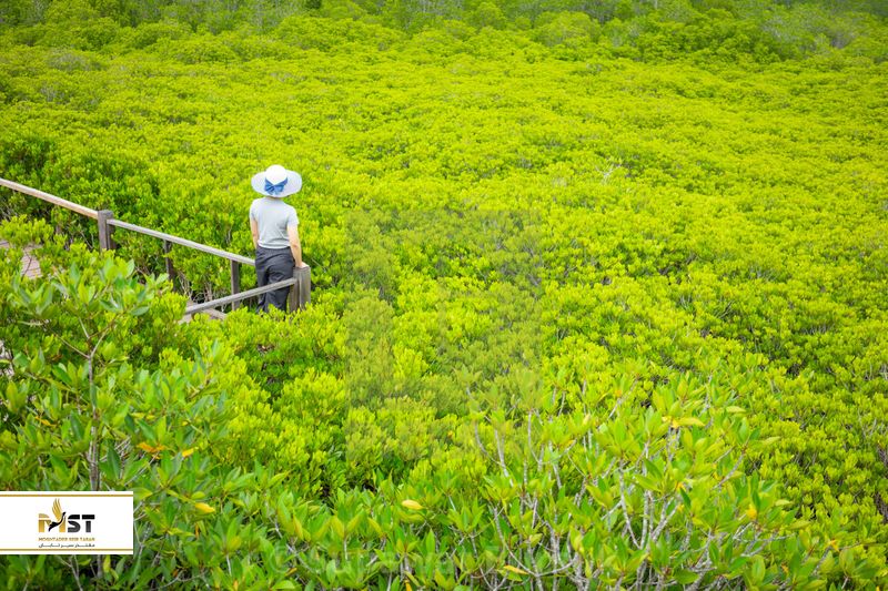 چنبوری پاتایا