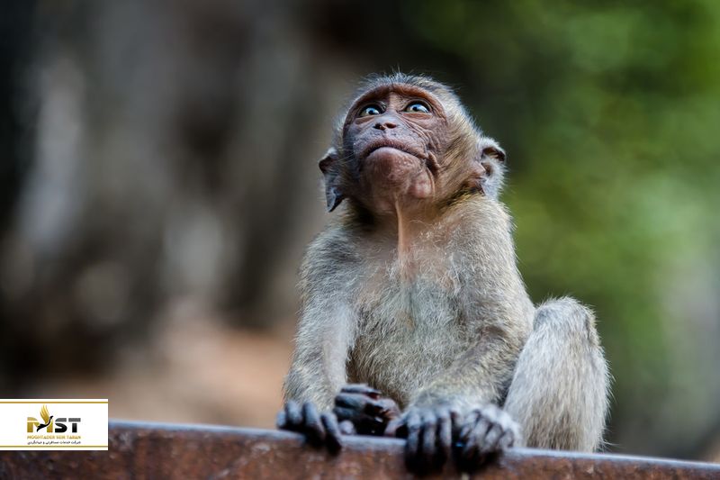 ماکاک خرچنگ خوار