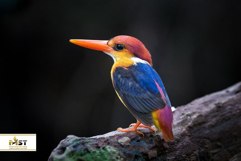 مرغ ماهیخوار پشت سیاه