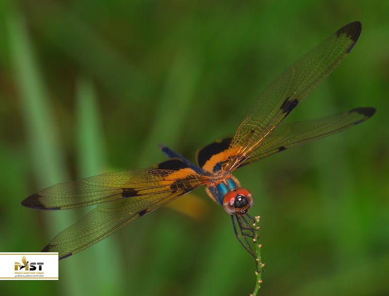 سنجاقک در پراچواپ