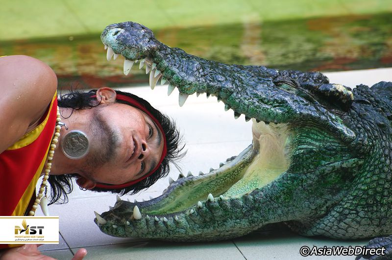 کرکدیل در پوکت