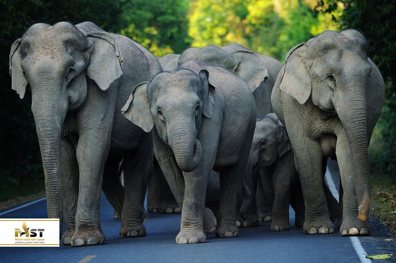  فیل&zwnj;های آسیایی