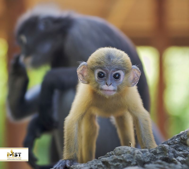 میمون Dusky Langur
