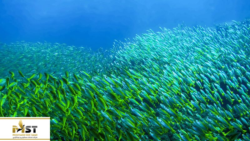 ماهی&zwnj;های رنگین&zwnj;کمانی