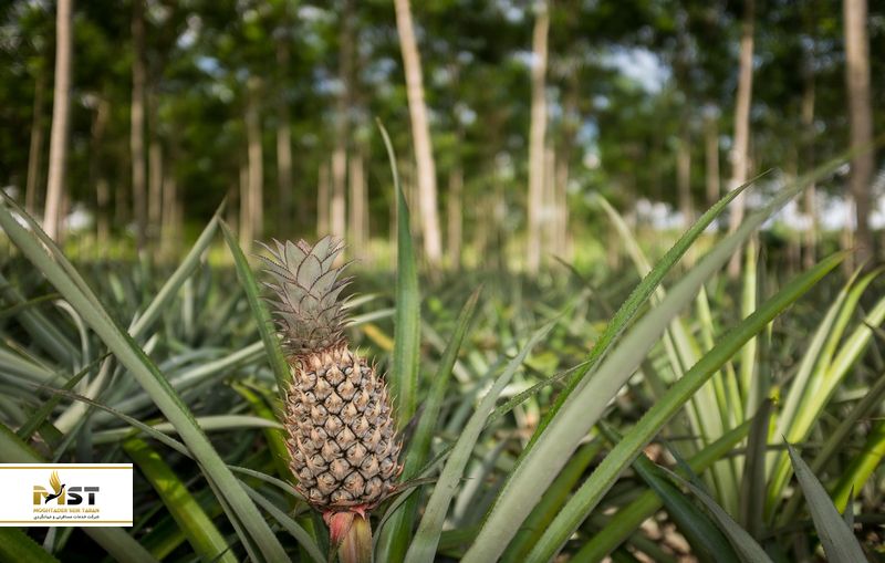 آناناس پوکت