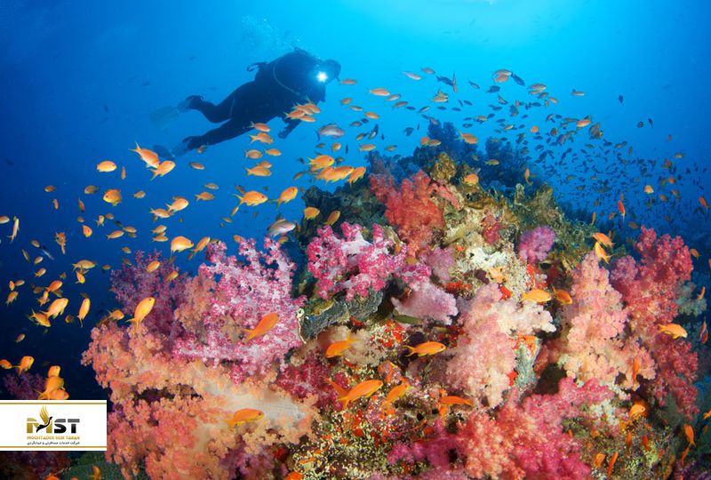 تپه دریایی آنمون