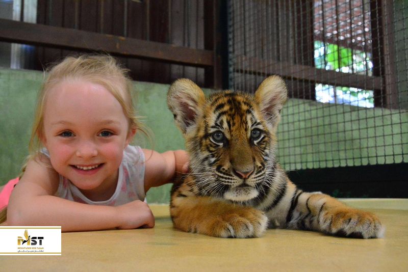 باغ وحش ببرهای پوکت