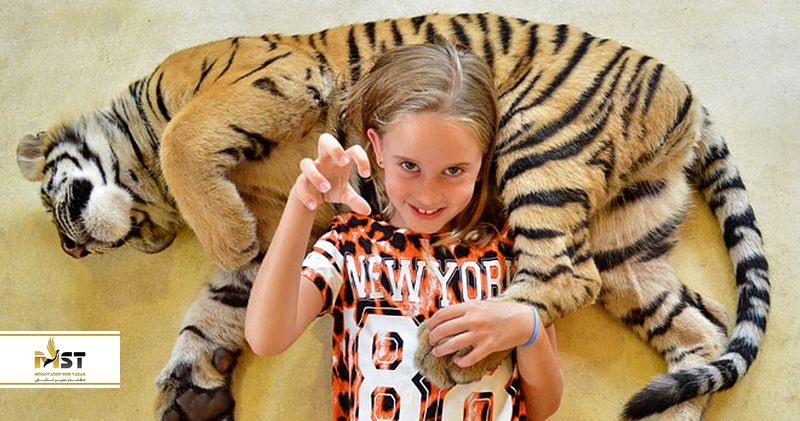 باغ وحش ببرهای پوکت