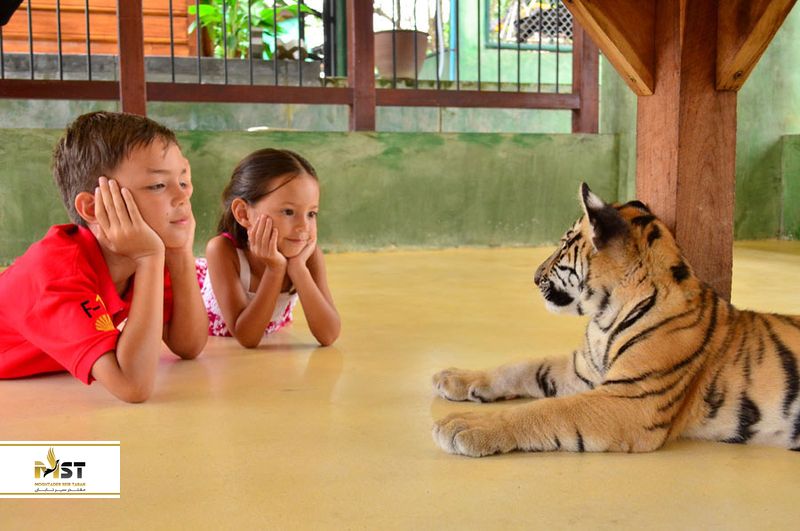 باغ وحش ببرهای پوکت