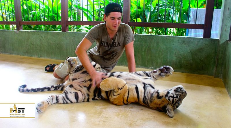 باغ وحش ببرهای پوکت