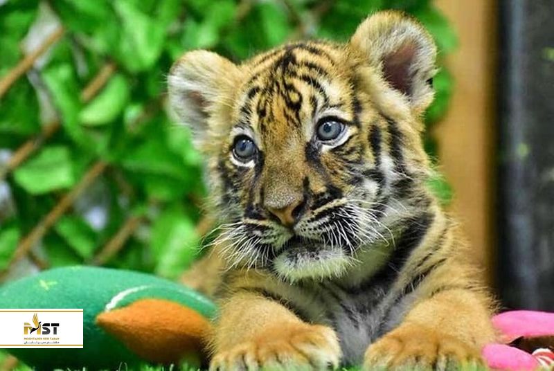 باغ وحش ببرهای پوکت