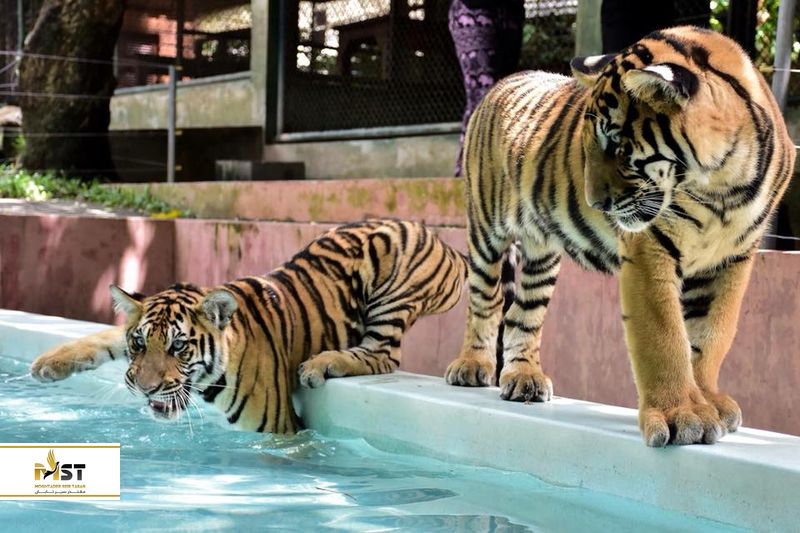 باغ وحش ببرهای پوکت
